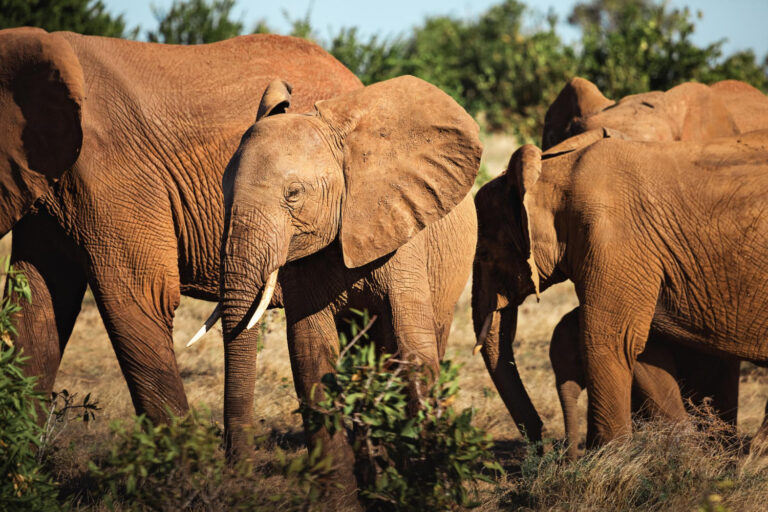 Elefantes en Amboseli con el Kilimanjaro — Kenia